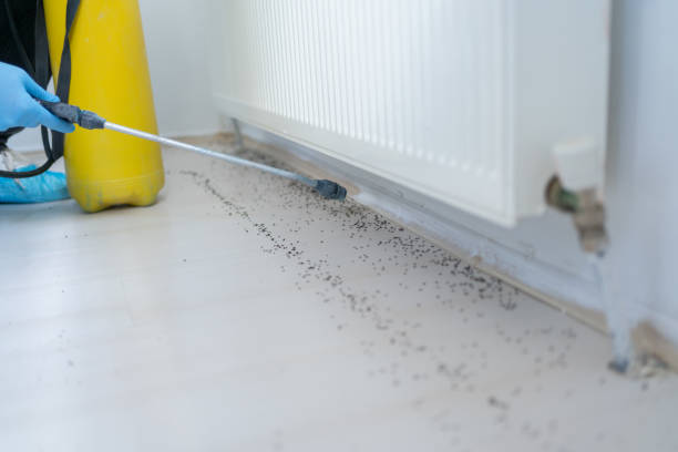 Reliable Colleyville, TX Pest Control Solutions