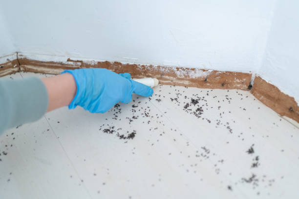 Best Ant Control Services  in Colleyville, TX